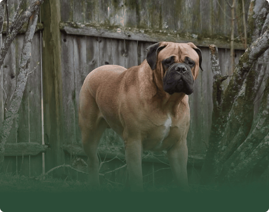 Large dog in a garden setting