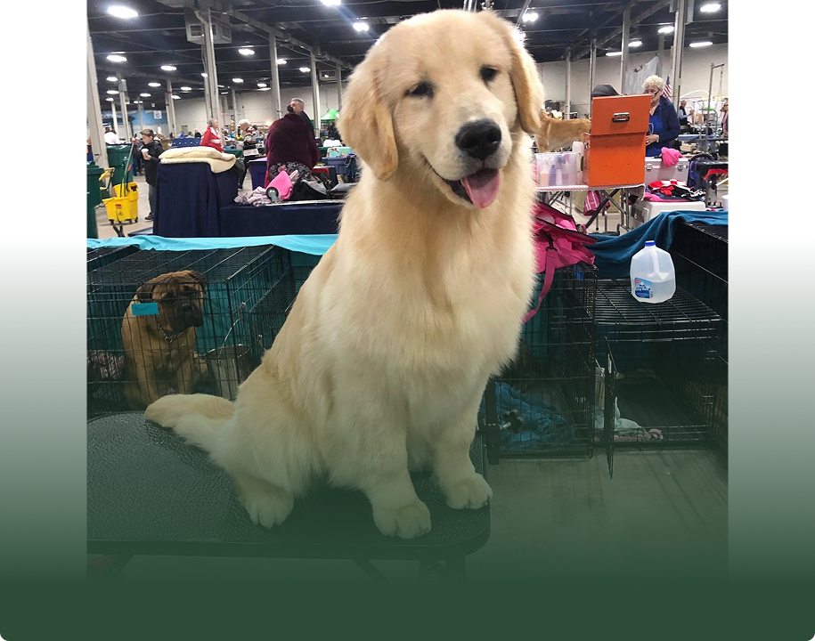Golden Retrievers