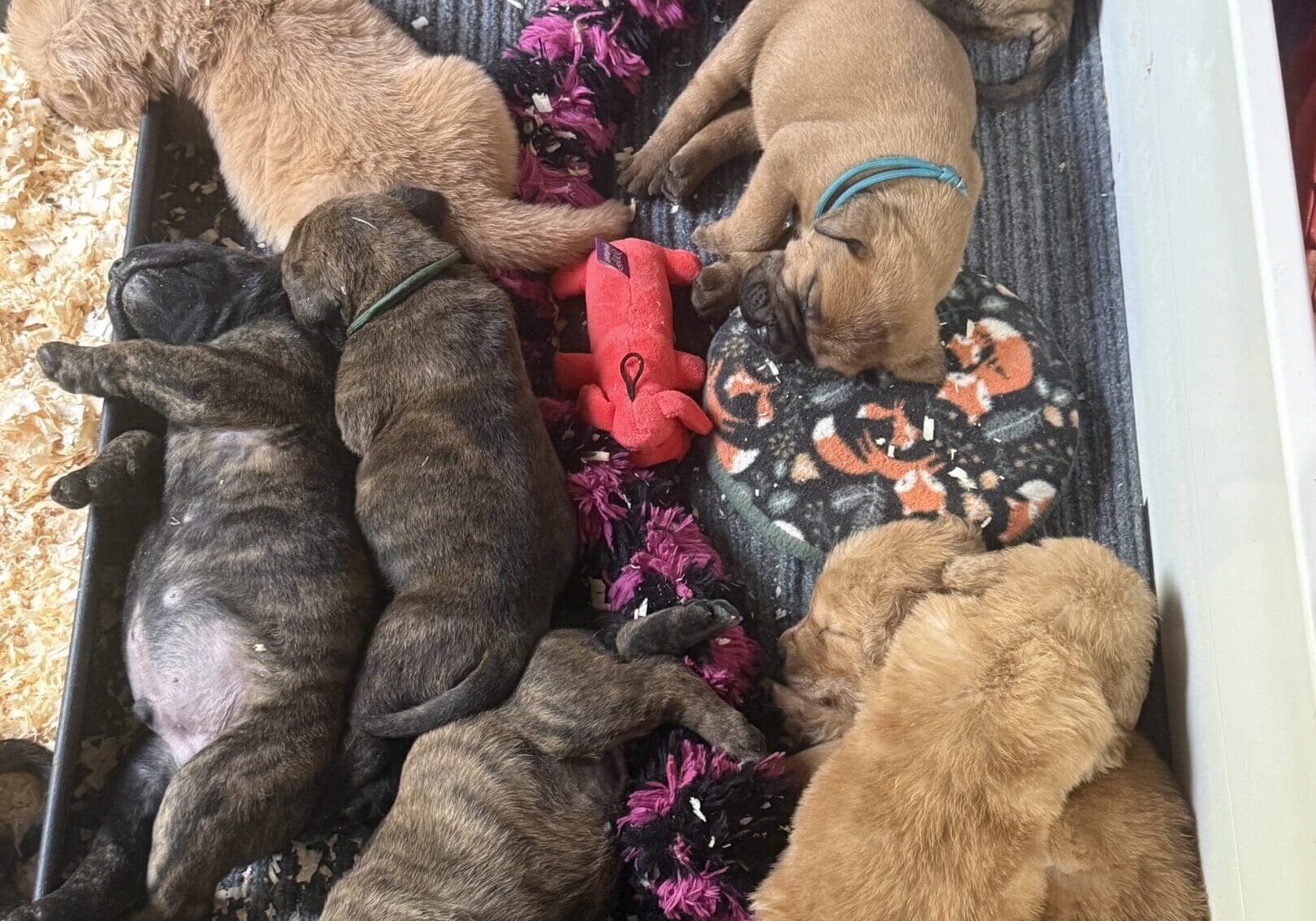 Puppies