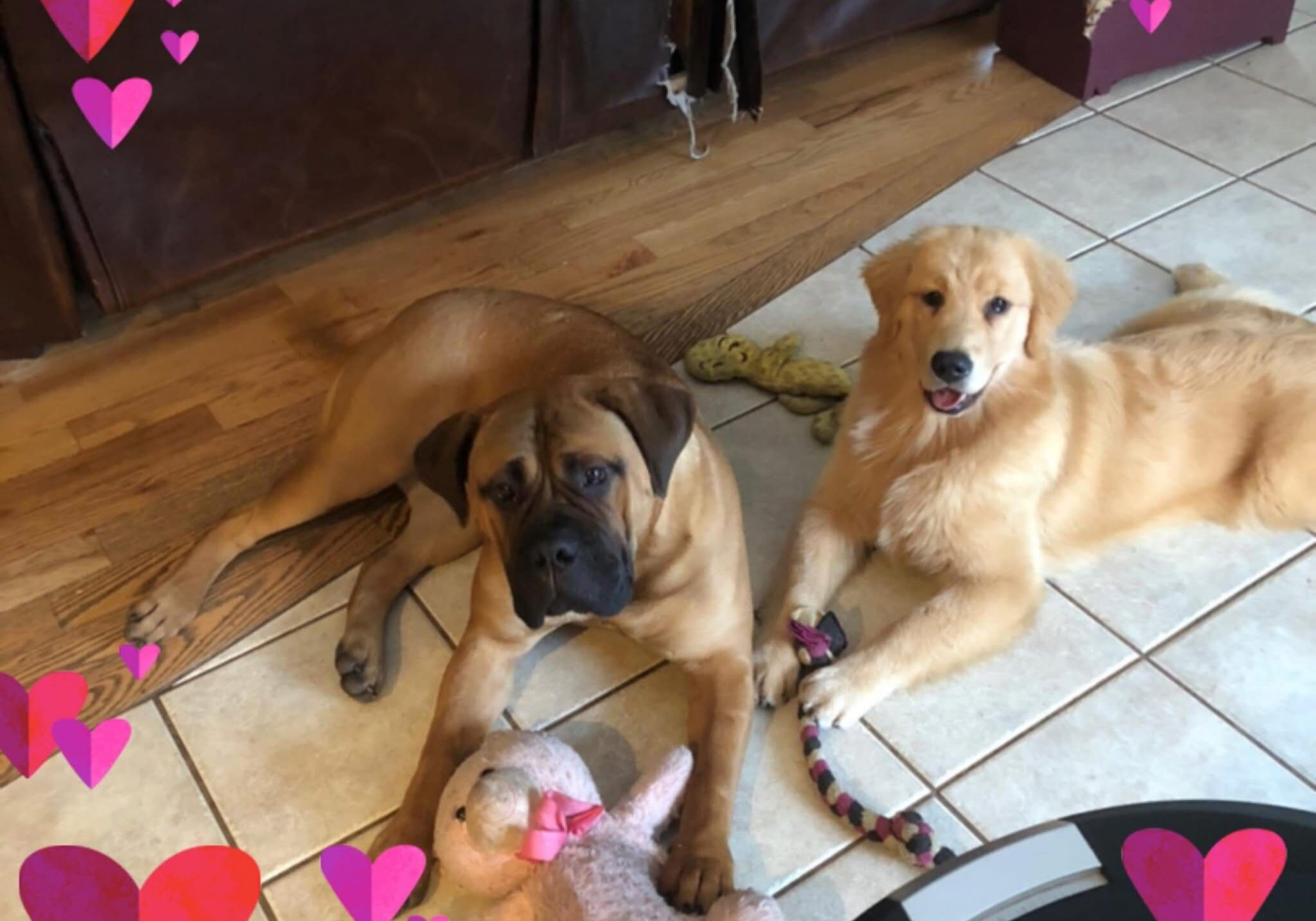 Boulder Ridge Kennels